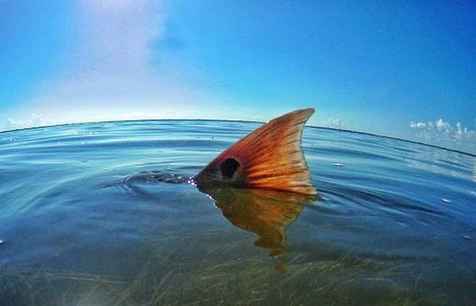 Bull REDFISH